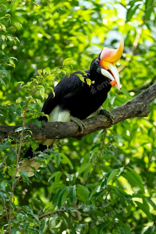 Preview: The rhinoceros hornbill (Buceros rhinoceros) is a large species of forest hornbill (Bucerotidae).