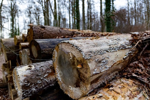 Preview: Close-up cuts of logs in the forest