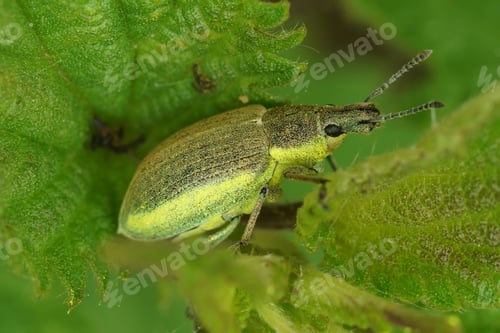 Preview: Closeup on a green-colored weevil, Chlorophanus viridis, hiding in the vegetation