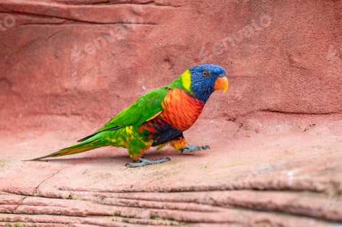 Preview: Colorful rainbow lorikeet perched on a rock with blurred green foliage in the background.