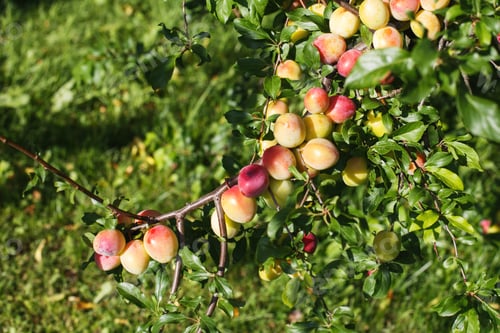 Preview: Organic plums ripening on the tree in the garden