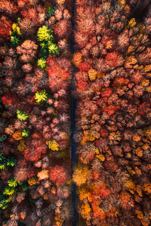 Preview: Road and brown autumn forest. Transportation in autumn through forest.