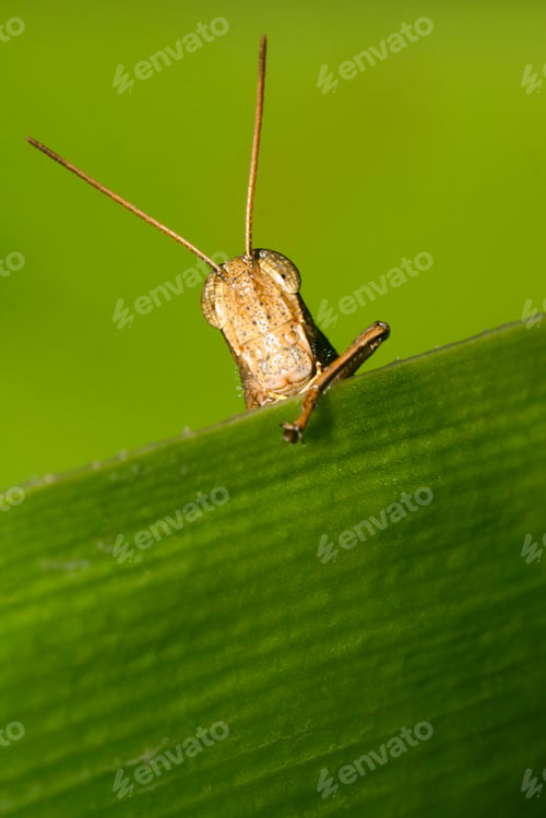 Preview: Tropical Grasshopper, Amazonia