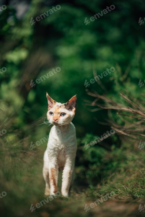 Preview: Sweet Devon Rex Cat Funny Curious Young White Devon Rex In Summer lane Forest. Short-haired Cat Of