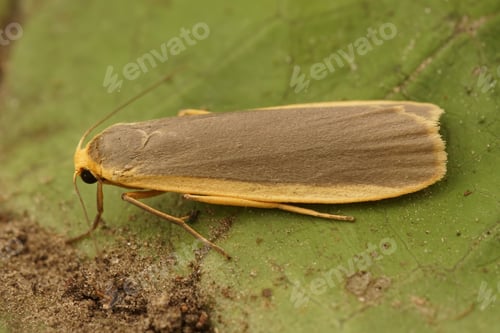 Preview: Closeup on a Common footman moth, Eilema lurideola, sitting on a leaf in the shrubs in the garden