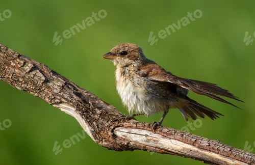 Preview: Red-backed shrike, Lanius collurio. A young bird sits on a branch, cleans wet feathers