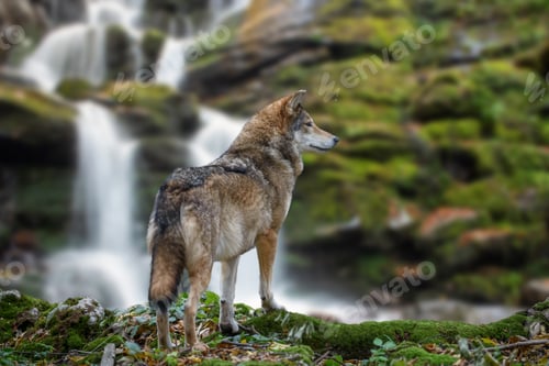 Preview: Timber wolf hunting in mountain on waterfall background