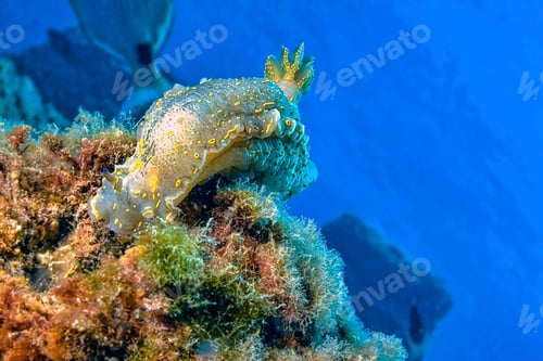 Preview: Sea Slug, Cabo Cope-Puntas del Calnegre Natural Park, Spain