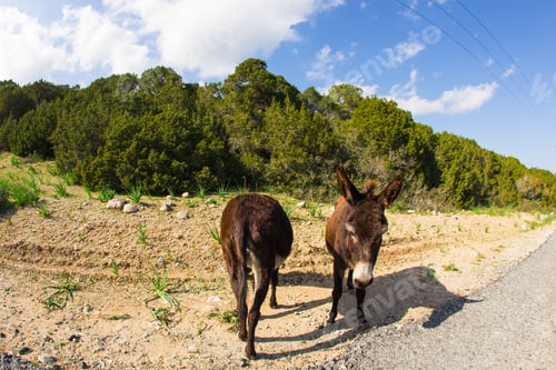 Preview: Wild funny donkeys outdoors