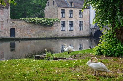 Preview: Swans on a canal bank near Begijnhof Beguinage in Bruges town. Brugge, Belgium