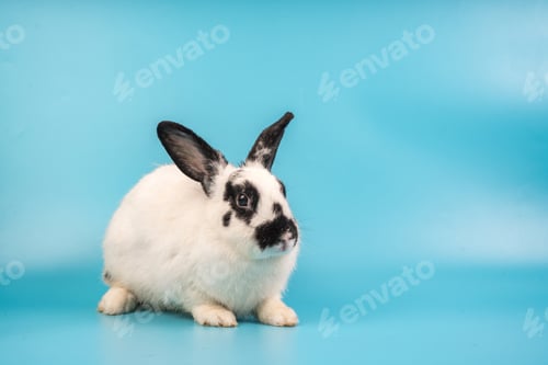 Preview: bunny Easter fluffy baby rabbit or new born rabbit.
