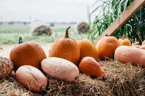 Preview: Pumpkins on hay in countryside. Halloween and Thanksgiving