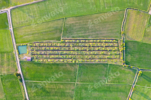 Preview: Aerial view of Green rice paddy field, farming cultivation in agricultural land at countryside