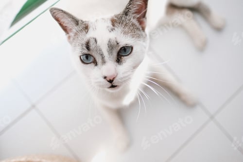 Preview: animal