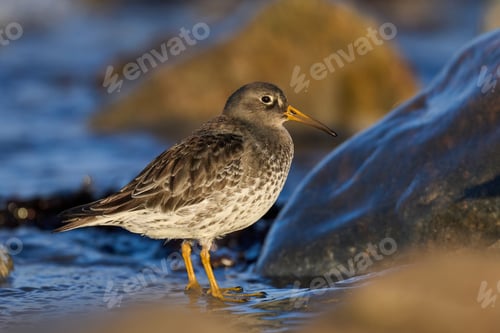 Preview: Purple sandpiper (Calidris maritima)