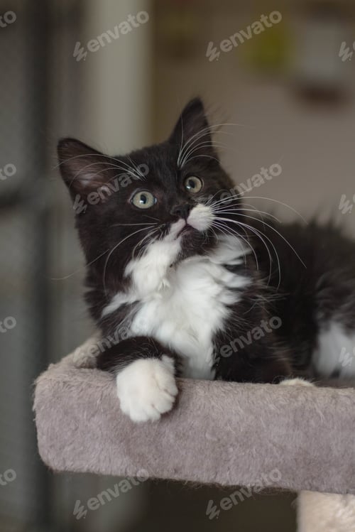 Preview: A Black and White Kitten Looks Surprised