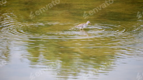 Preview: Common redshank bird forage in shallow waters, creating ripples on the water surface.