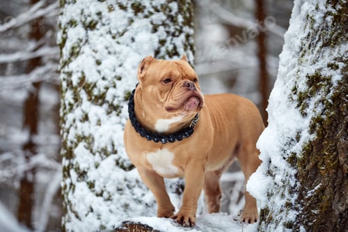Preview: American bully dog playing in the snow, selective focus
