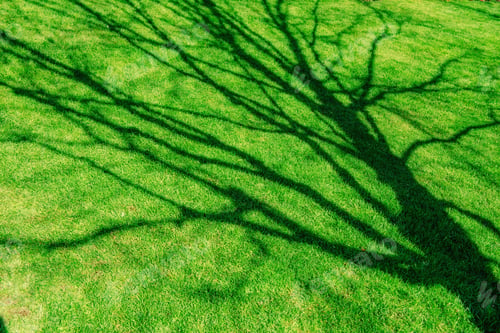 Preview: green grass. natural background texture