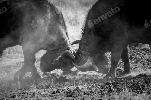 Preview: Two buffalo, Syncerus caffer, fight each other, dust in air, in black and white