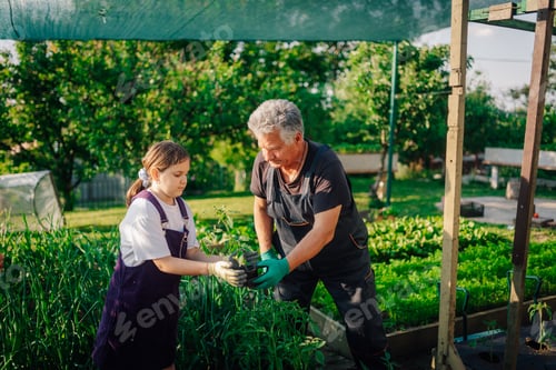Preview: Grandfather and granddaughter planting seedlings in vegetable garden