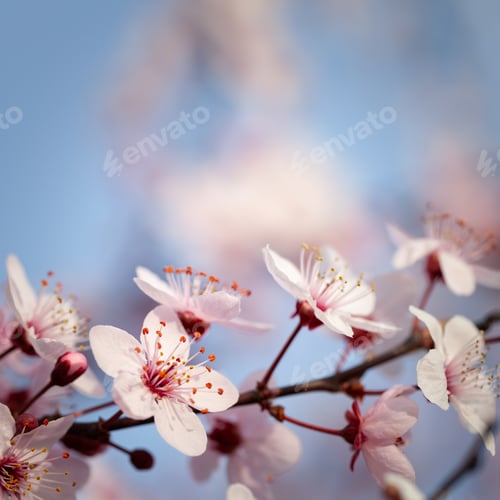 Preview: Beautiful cherry blossoms and blue sky. Japanese sakura garden.
