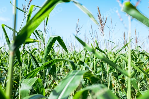 Preview: selective focus of corn field with green leaves against blue sky