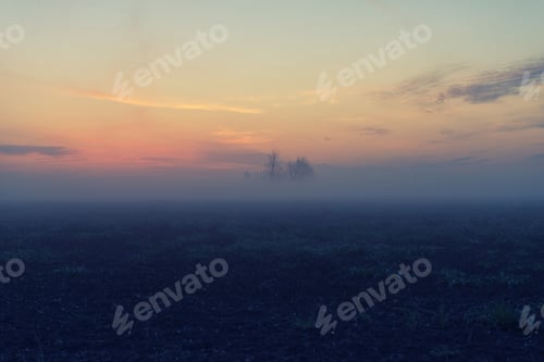 Preview: Misty Rural Field at Sunset with Bare Trees