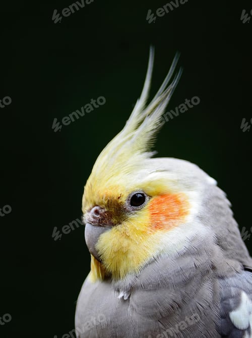 Preview: cockatiel, parrot, bird, isolate
