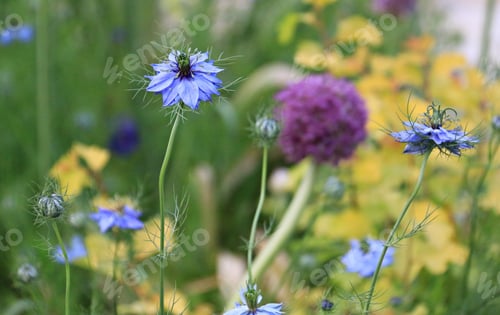 Preview: Nigella Miss Jekyll - love in a mist plant blooming at garden
