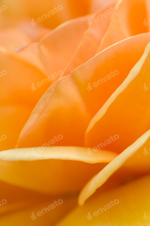 Preview: Orange rose flower