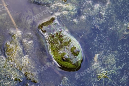 Preview: Closeup of a green frog sitting among algae.