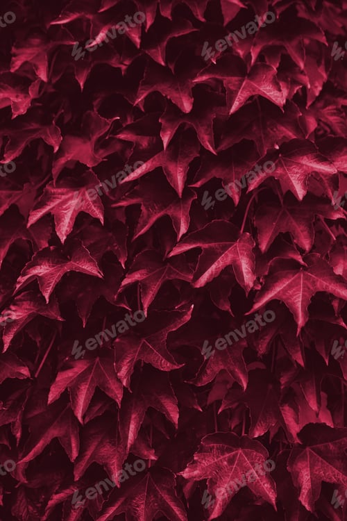 Preview: Viva Magenta beautiful view of plant in monochrome color.