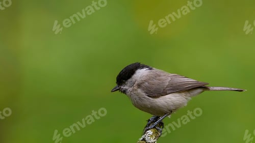 Preview: Marsh Tit Sitting on a Stick.Marsh Tit (Poecile/Parus Palustris) Sitting on a Stick.