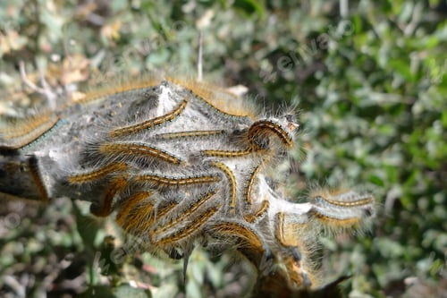 Preview: Close-up shot of a bunch of Western tent caterpillar's during the day