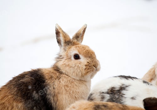 Preview: Rabbit in wintertime