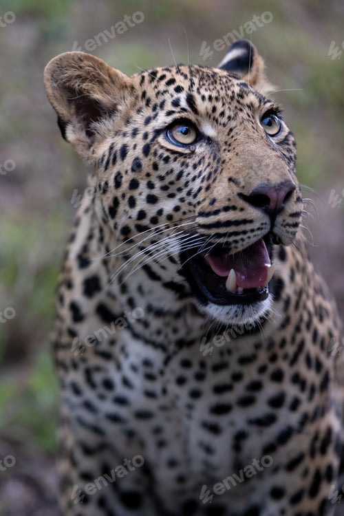Preview: A close-up portrait of a male leopard, Panthera pardus.