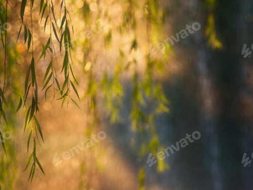 Preview: Sunrise Through Willows - Photograph Of A Sunrise Shining Through A Water Fountain And The Leaves