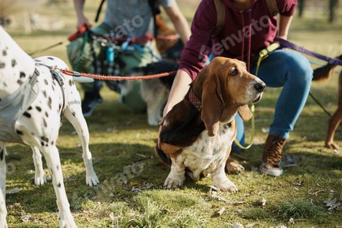 Preview: Dogs and their pet sitters in the park.