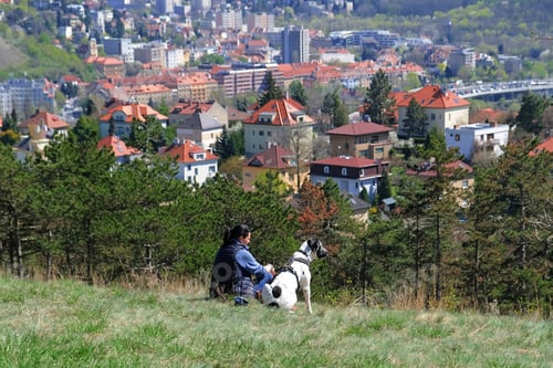 Preview: Woman sitting on the grass with her dog, walking with pet.