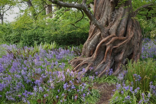 Preview: Beautiful old tree surrounded by purple wildflowers