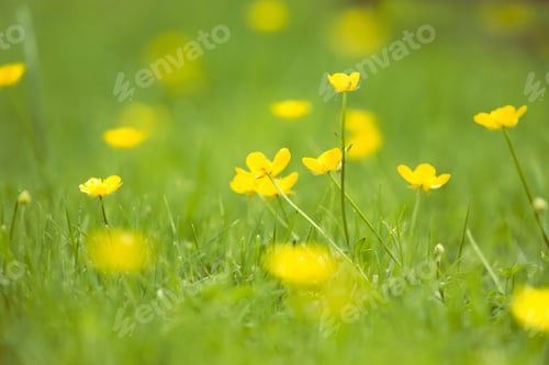 Preview: buttercups in sunshine