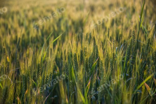 Preview: Closeup of green wheat in meadows.