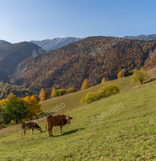 Preview: several cows grazing in a mountain meadow under a blue sky