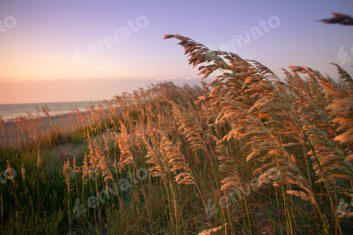 Preview: Generic photo of plants by the beach taken in North Carolina