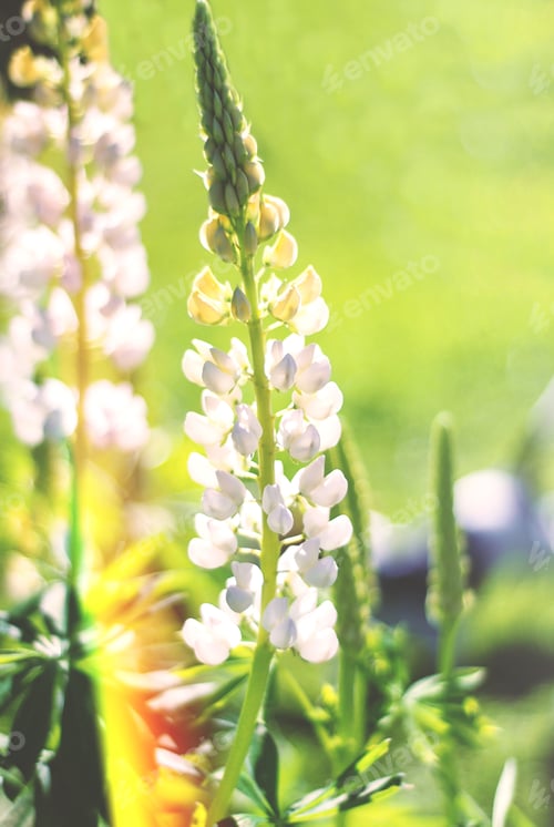 Preview: Closeup view of lupine flower against green background. Summer meadow colorful backdrop concept