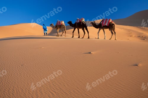 Preview: Tuareg man leading camel train through the Sahara desert.
