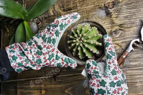 Preview: Cactus care