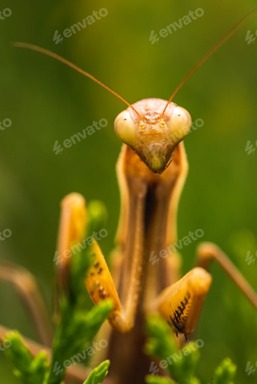 Preview: Brown praying mantis on tree. Mantis religiosa