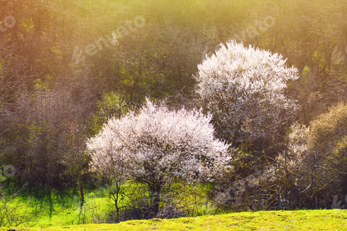 Preview: Blooming fruit trees in forest on the mountainside